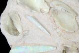Opal Replaced Belemnite & Clam Fossils - Australia #21910-4
